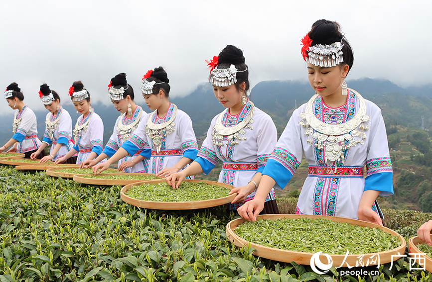 身着民族服饰的侗族姑娘在茶园展示采茶技艺。人民网 付华周摄