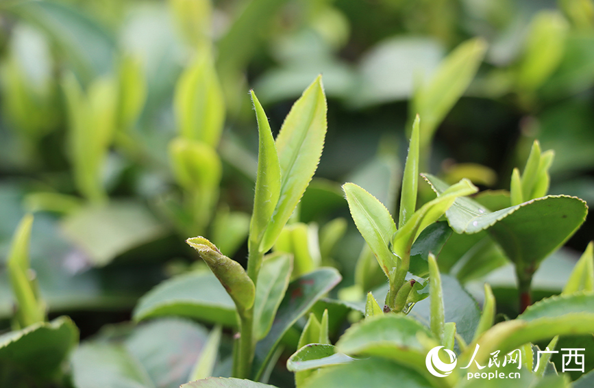 雨后茶树长出嫩芽。人民网 付华周摄