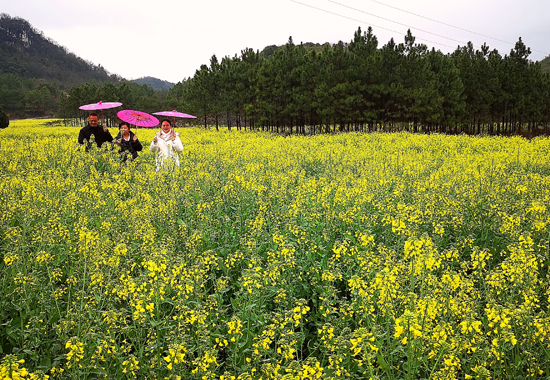 油茶花得引客来