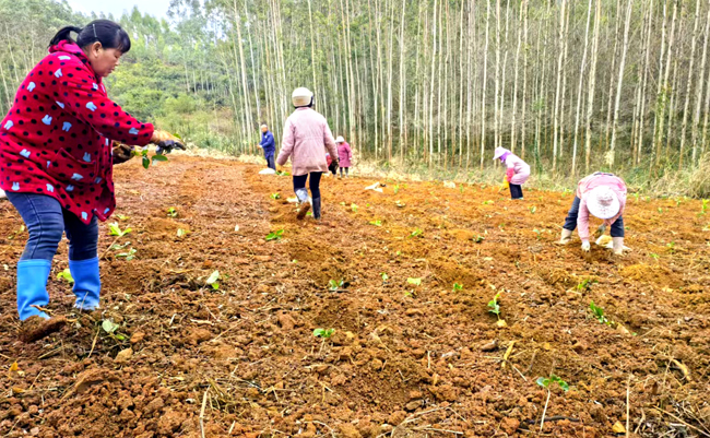 村民搶抓農時，種植中草藥。