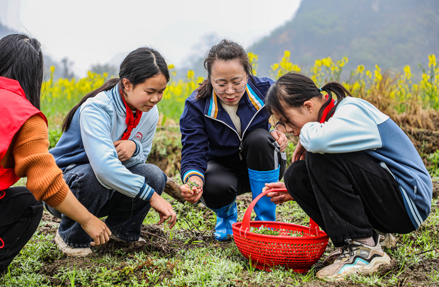 老师教学生们识别野菜。