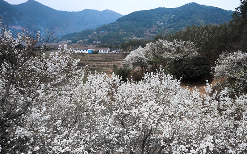 广西钦州：春风十里梨花开 雪白“花海”迎客来