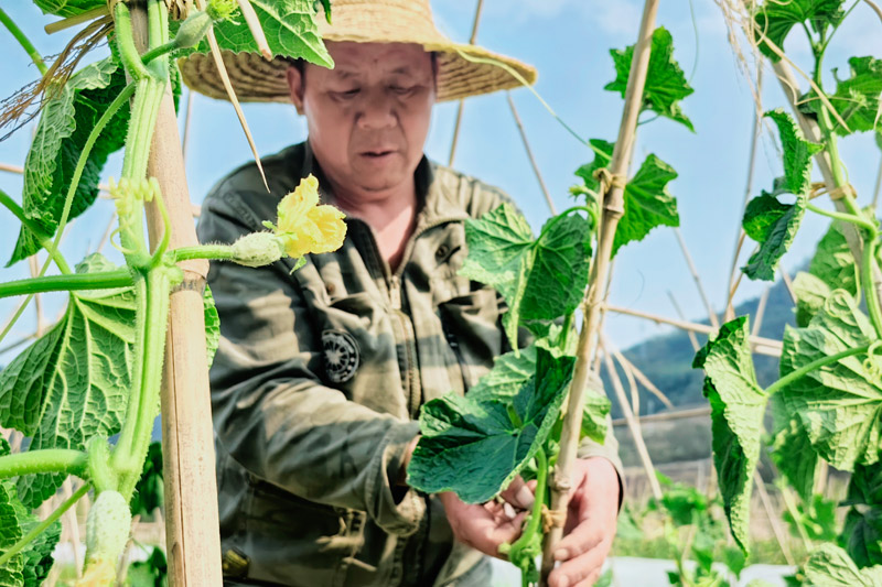 农户在固定瓜藤。