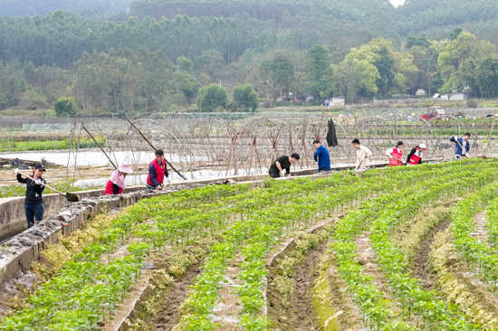 江南区开展2025年冬春农田水利建设和植树造林活动(图2)