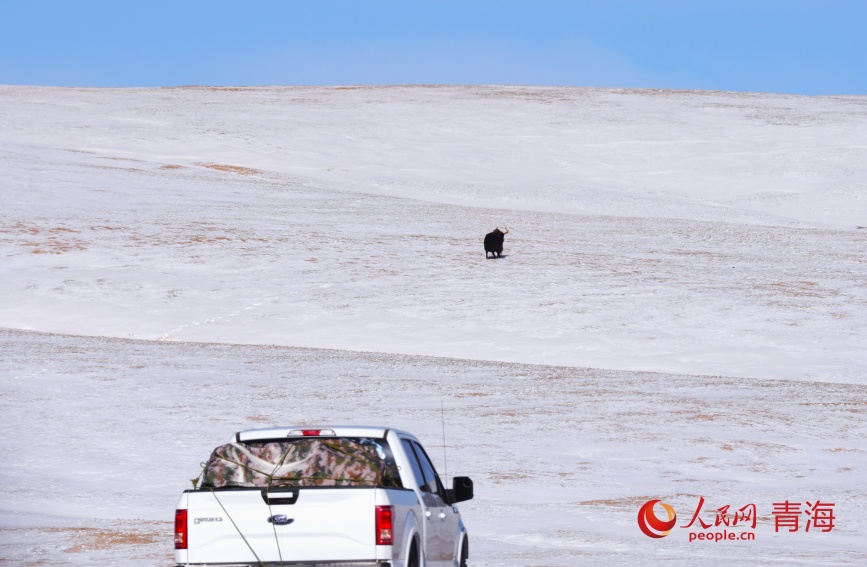 巡山途中遇到野牦牛
