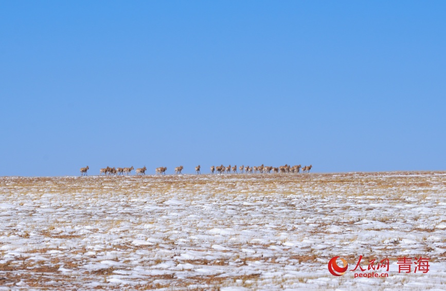 一群藏羚羊越过山梁