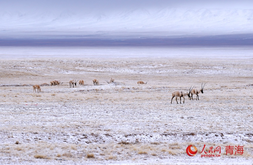 一群藏羚羊在雪中觅食