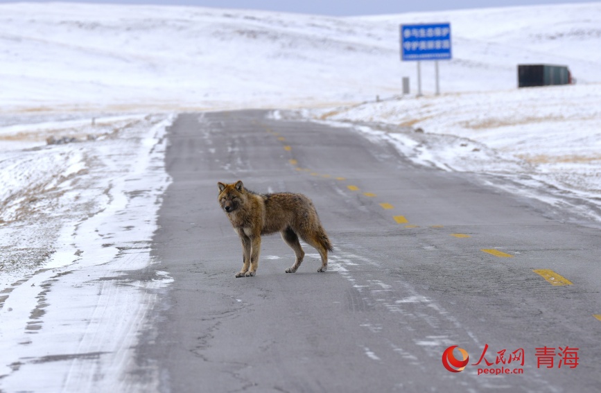 一只狼在109国道不冻泉附近