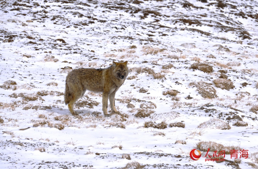 一只狼在不冻泉附近
