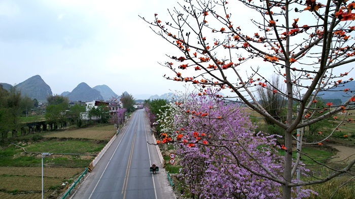 图为公路两旁的花海
