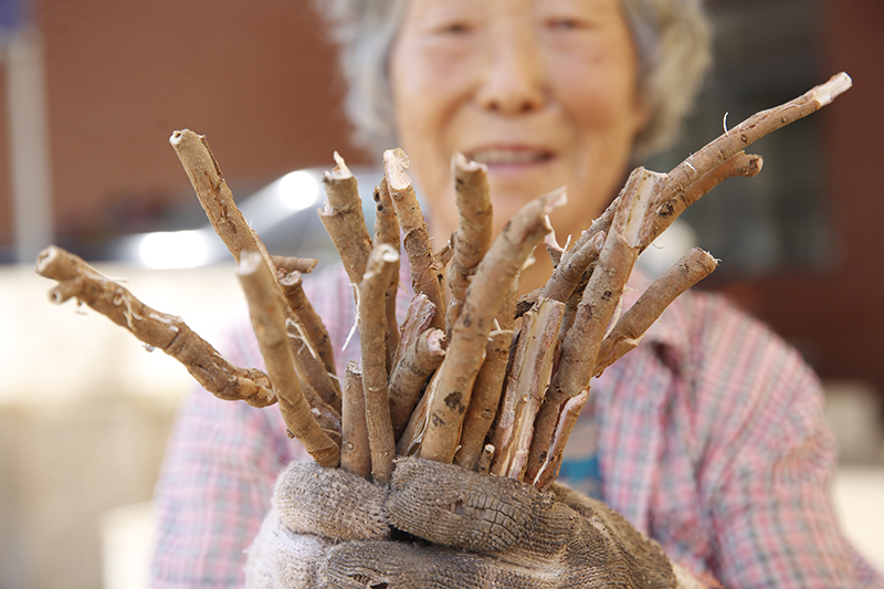 当地农民展示凤丹原料。