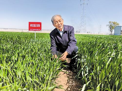 4月14日，辛集市马兰农场老专家工作站站长郭进考在试验田察看小麦生长情况