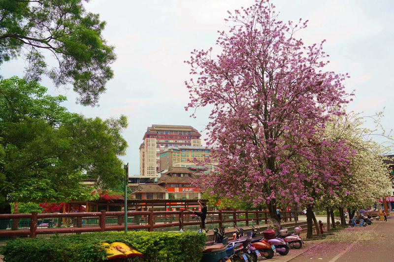 公園裡的紫荊花