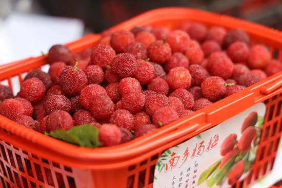 饱满红润的南乡杨梅