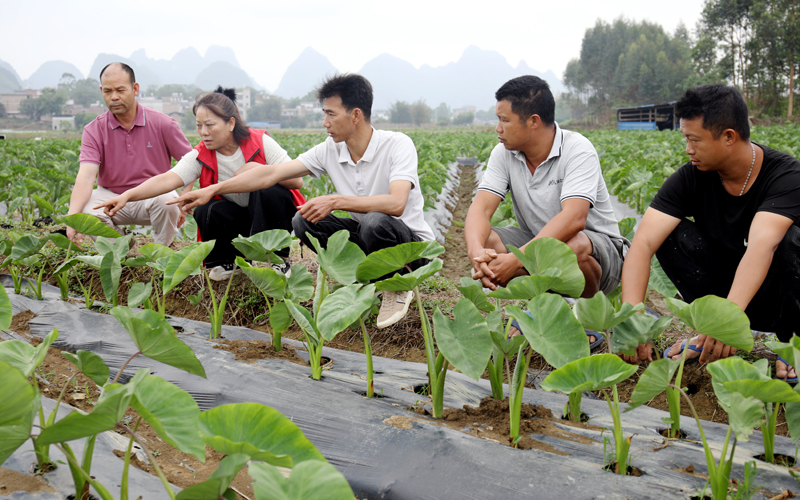 农业技术专家深入田间地头指导香芋种植管护。