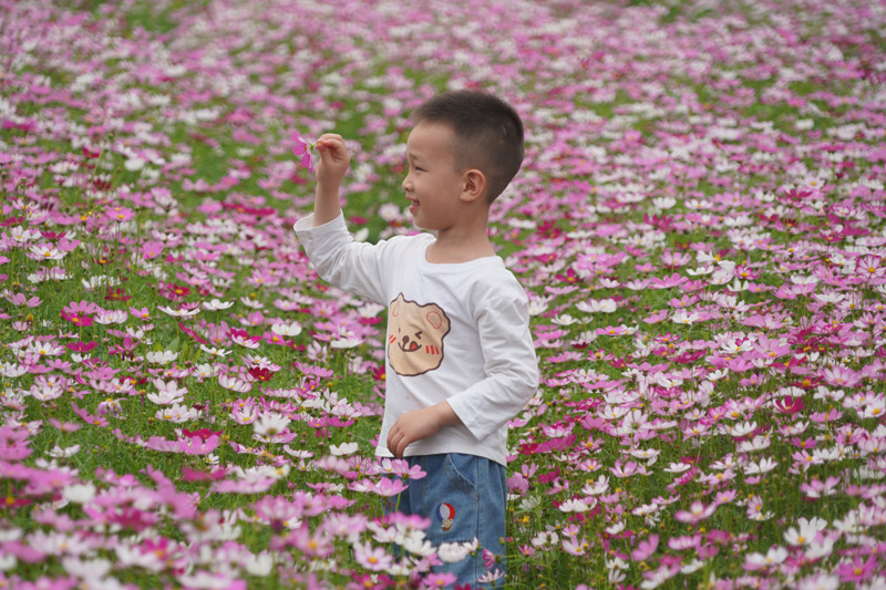 小孩在花海里游玩。