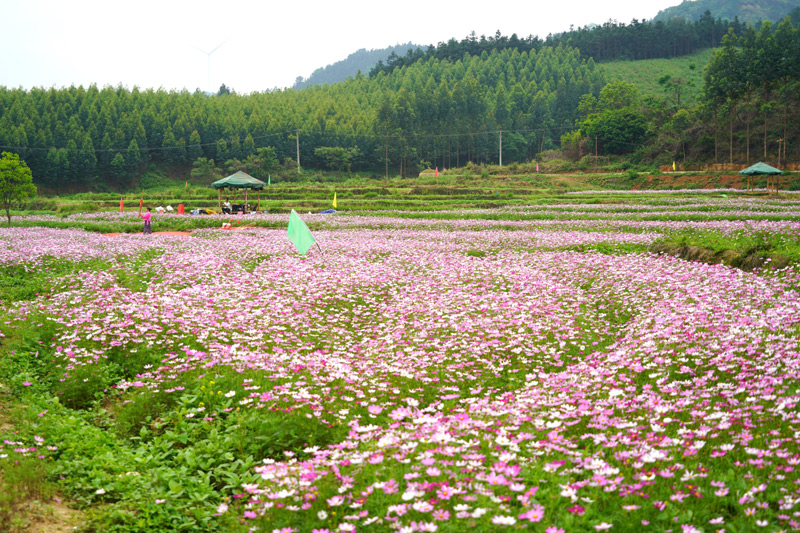 格桑花海。