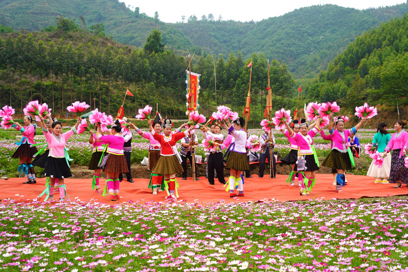 村民在格桑花丛中跳舞吹芦笙。