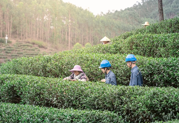 贵港供电局工作人员到茶场走访，了解客户用电需求。