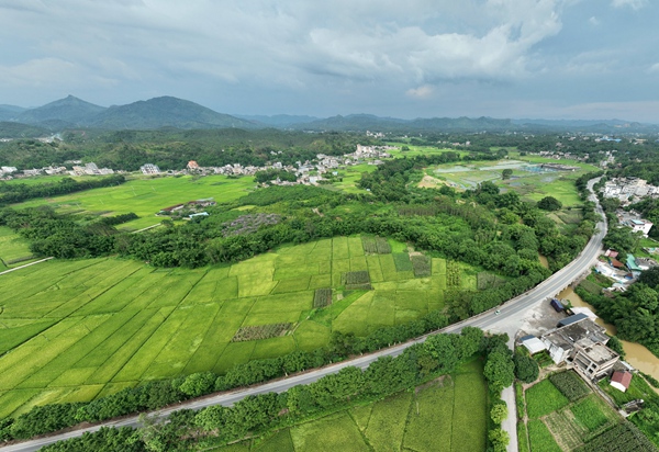 省道206线玉林市陆川县大桥镇平山村路段。朱柏霖摄