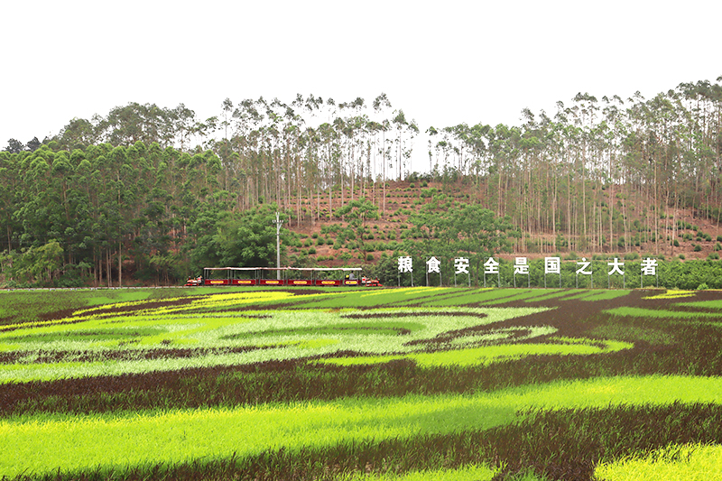 大陆村稻田。王芙淑摄