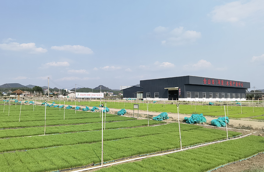 合山市（河里）水稻产业中心育秧基地。黄逸弘摄