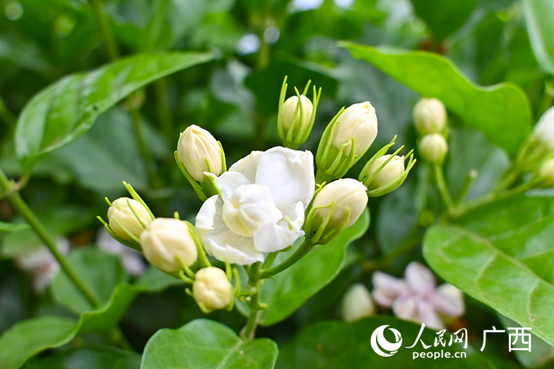 横州茉莉花。人民网 雷琦竣摄