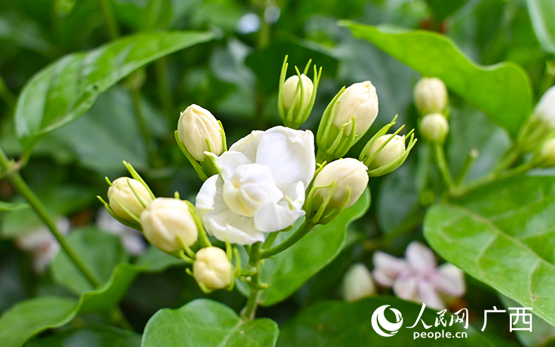 广西横州：茉莉花，开采啦！