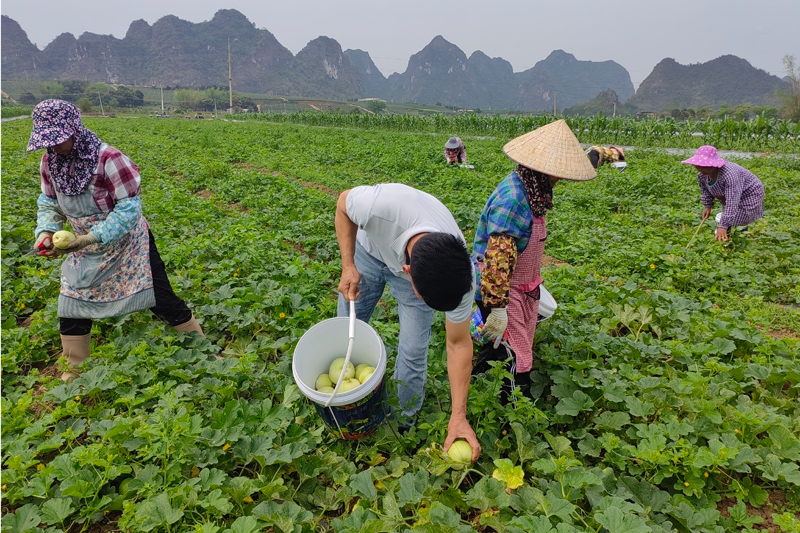 上龍鄉民權村村民正在瓜地裡採摘成熟的香瓜。