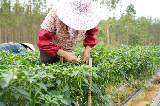 村民採摘線椒