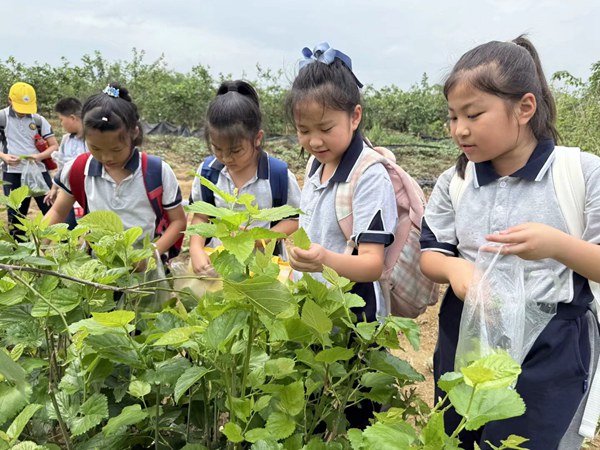 学生采摘桑叶饲养蚕宝宝