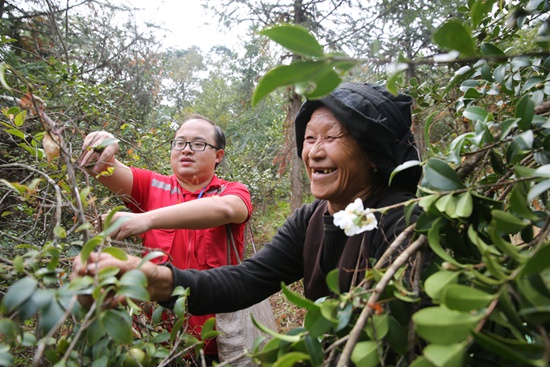 自治区财政厅驻双达村第一书记冯仕恒（左）帮村民采摘油茶果