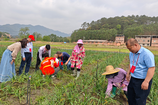 昆侖鎮人大主席團、太昌村人大代表走進田間地頭了解韭菜花種植情況
