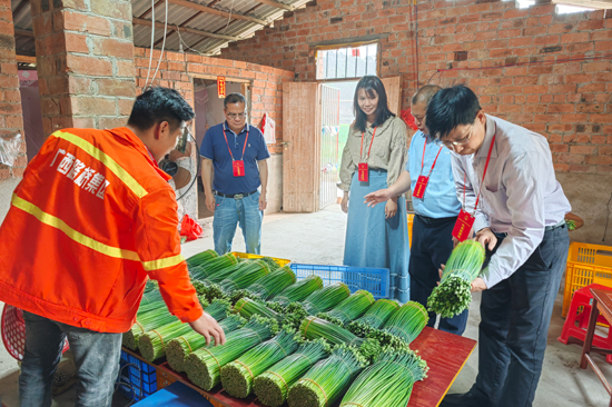 昆仑镇主席团、太昌村人大代表实地视察韭菜花基地打包现场