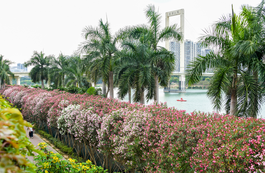夹竹桃盛开为城市添美景