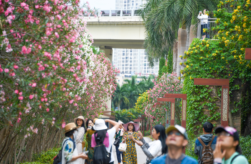 夹竹桃盛开吸引众多市民前来拍照打卡