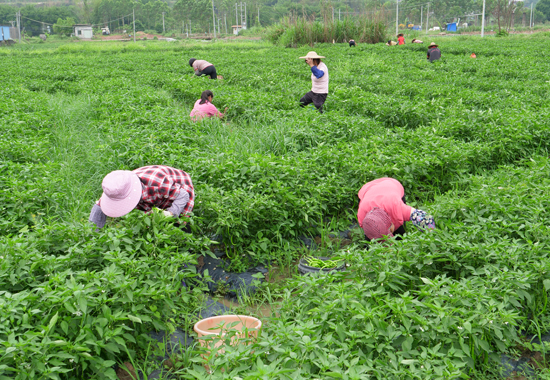 辣椒種植基地一片繁忙景象。藤縣縣委宣傳部供圖