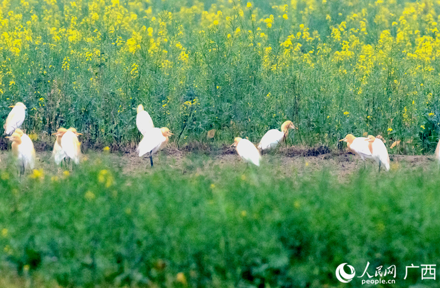 牛背鷺在油菜花田中嬉戲。