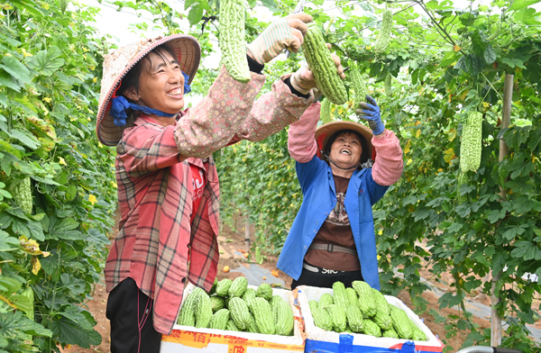 农户忙着采收珍珠苦瓜
