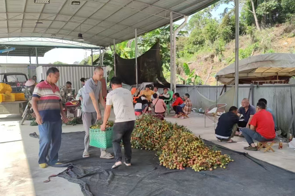 浦北县白石水镇三月红荔枝开始上市销售