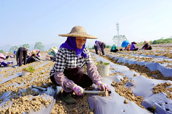 村民正在种植迷迭香。