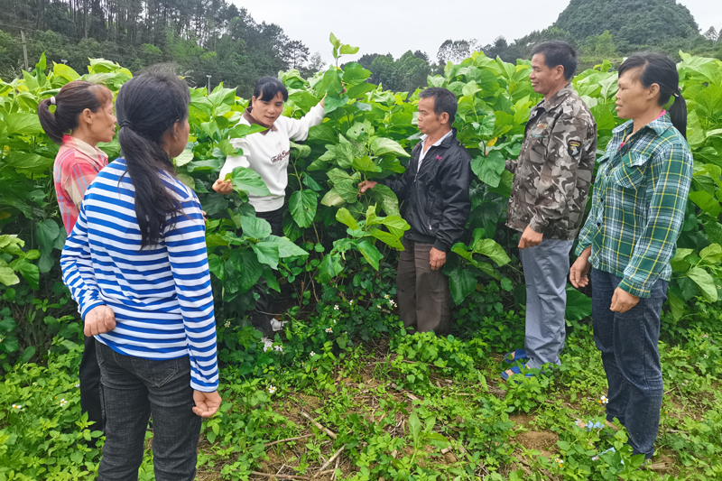人大代表农秀飞指导农户种桑养蚕。