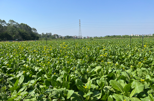 平南县镇隆镇良村的蔬菜基地