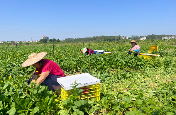 农户正在采摘菜心