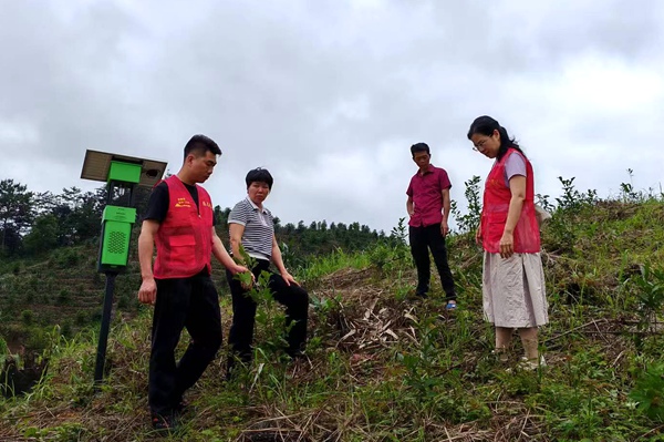 村干部現場指導培養好茶樹茶地