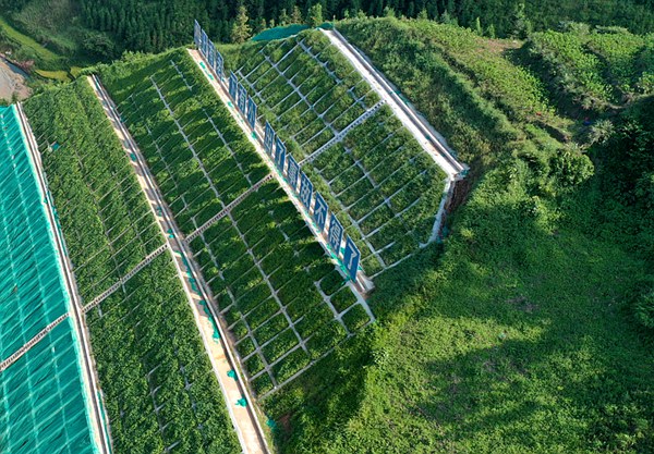 那平高速品质边坡。广西路建集团供图