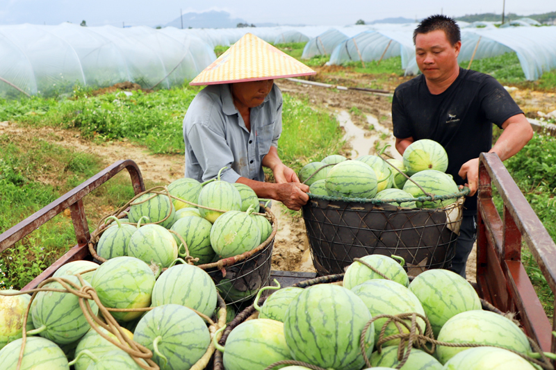 瓜農搬運剛採摘的“小糖丸”無籽西瓜。