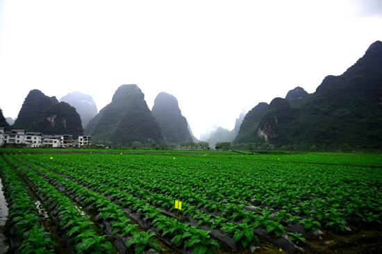 安装好黄板的烟株碧翠。虞秀本摄