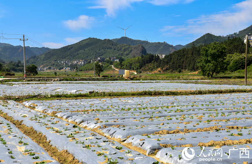 廣郁金種植基地。