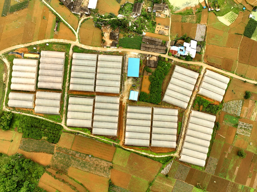 都安鄉凌雷村西瓜種植基地。冼彥辰攝